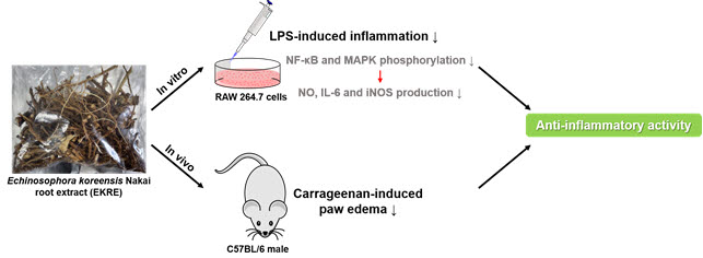 개느삼 뿌리 추출물의 항염증 효과 모식도