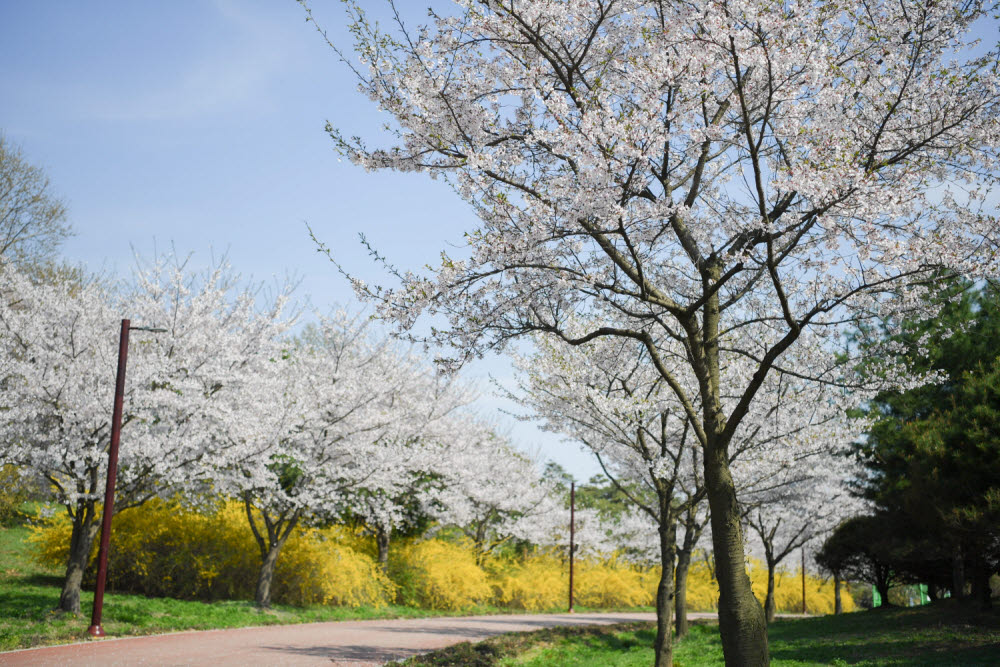드림파크 야생화공원 벚꽃