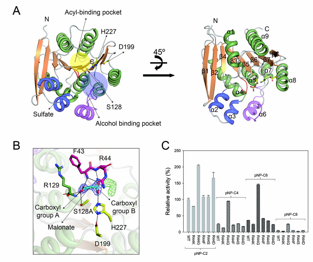 PsEst3의 결정 구조(A). PsEst3의 활성 부위의 확대그림 (B). R44 변이의 여러 가지 기질에 대한 활성 비교
