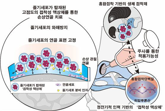 포스텍 차형준 교수 연구팀이 동국대, 네이처글루텍과 공동으로 홍합에서 유래한 접착단백질과 고분자량의 히알루론산을 결합한 액상형 접착제를 개발했다. 연구관련 이미지.